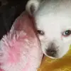 Tonia Sneed - @tonia.sneed - TikTok