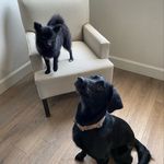 Tonya Solomon - @frank_adventurefox_and_maxine - Instagram
