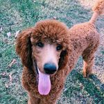 Rudy Tootie Johnson - @rudy_the_red_poodle - Instagram