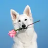 toreylee - @friends_ship2 - TikTok