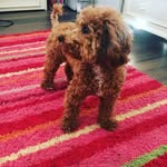 ❤️ Tori Bloom The Bishpoo ❤️ - @tori_bloom_xox - Instagram