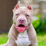 Torin Moore - @moorekingbulliesxl - Instagram