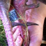 Torrey Harris - @turkeyhunterkayakfisherman - Instagram