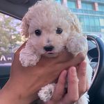 말티푸🐶 토리 - @_tory.day - Instagram