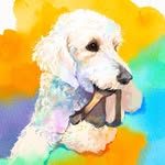 골든두들 이토리 - @goldendoodle_tory - Instagram