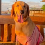 TORY | The Golden Retriever - @torythegoldenpupper - Instagram
