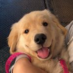 Tory the Golden ⭐️ Girl! - @torythegolden - Instagram