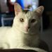Tory and Grant - Mythbusters kittens and the Babylon 3 - Facebook