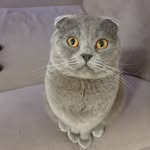 Tosha - @tosha_scottish_fold - Instagram