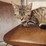 ToshaCat - @toshascottishcat - Instagram