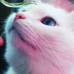 Tosha_White - @nikita_white._ - Instagram