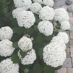 Tosha White - @valsser2607 - Instagram