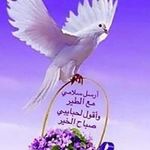 Ali Eid - @alitouficeid - Instagram