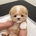 Teacup and Toy Poodle puppies for sale in Washington - Facebook