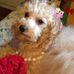 Toy Goldendoodle Washington - Facebook