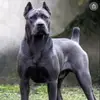BOSS KENNELS - @toyahenry1 - TikTok