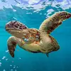 toyahtamikasmith4 - @save.earth.turtles - TikTok