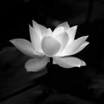 Tra Pham - Facebook