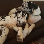 Maxwell & Trace - @maxwell_trace_bros - Instagram