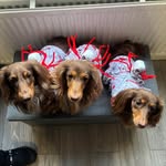 Tracey Phillips - @traceyphillips30 - Instagram