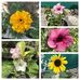 Tracey Phillips - Facebook