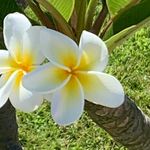 Tracy Akers Schaffer - @tschaffer14 - Instagram