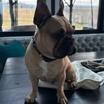 Tracey Allers - @vincethefrenchie15 - Instagram