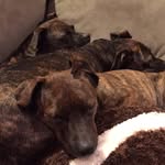Tracey Archbold - @gr8pups11 - Instagram
