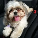 Tracey Boswell- Deachan - @boswelldeachan - Instagram