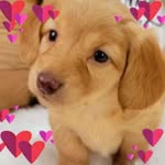 Tracey Brunsell - @brunselltracey - Instagram
