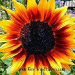 Tracey Bryant - @tracey_bryant - Instagram