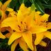 Tracey Coates - Facebook