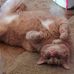 Tracie Kirchner Conant - Facebook