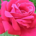 Tracey Conrad - @tracey.conrad.77 - Instagram