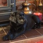 Tracey Crowe - @traceyjanecrowe - Instagram