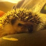 Tracy Dougherty - @lolopaw - Instagram