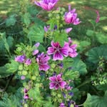 Tracey Fifield - @ladybuggy8 - Instagram