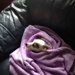 Tracey Flanagan - @flanagan648 - Instagram