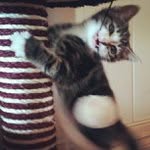 Tracey Flowers - @dogusteon - Instagram