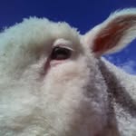 Tracey Franks - @johcey_glen_farmlife - Instagram