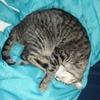 gavin_s_tracey - @gavin_s_tracey - TikTok