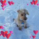 Tracey Goodwin - @frontiervilletracey71 - Instagram