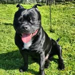 Black Beauty - @traceygoss402 - Instagram