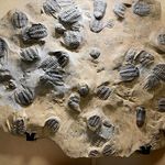 Tracey Grace - @fossilfreak88 - Instagram