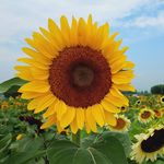 Tracey Cassista Gross - @granma1 - Instagram