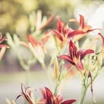 Tracey Haley - @tracey_haley81708309 - Instagram