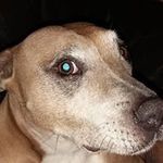 Tracey Harding-Wood - @woodtrcy - Instagram