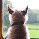 Tracey Henry - @traceyhenry2112 - Instagram