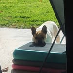 Tracy Heron-Fedele - @maggie_thefrenchie - Instagram