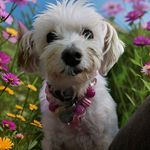 Tracey Higgins - @tracey.a.higgins - Instagram